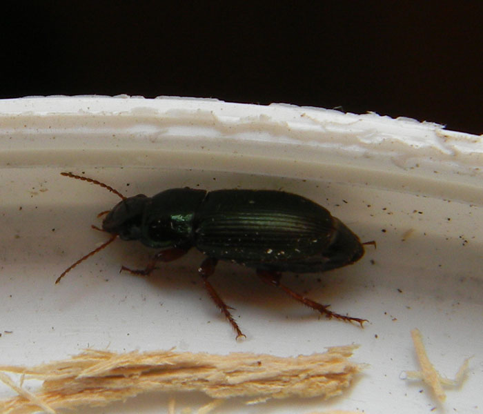 Quale Harpalus? Harpalus affinis